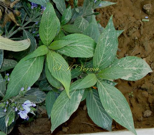  Leaves